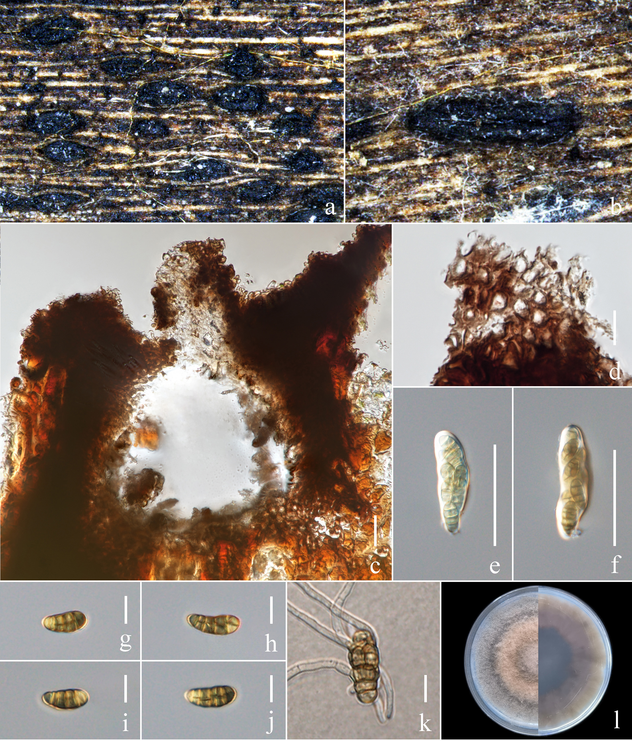 Figure 13